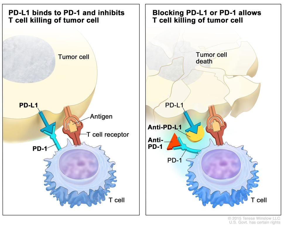PD-1/PD-L1免疫检查点示意 PD-1/PD-L1免疫检查点示意