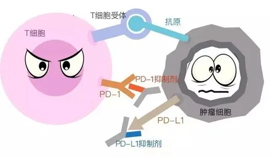 PD-1/PD-L1免疫疗法适用于哪些癌症？资料配图