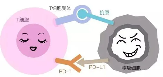 PD-1/PD-L1免疫疗法适用于哪些癌症？资料配图