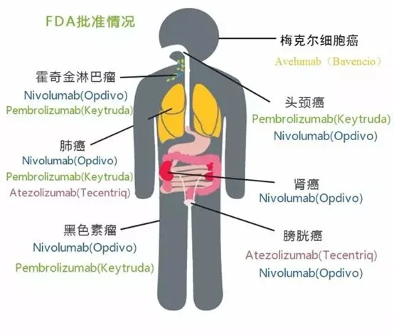 PD-1/PD-L1免疫疗法适用于哪些癌症？资料配图