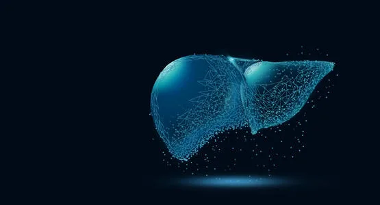 肝脏主题示意图(非患者影像)
