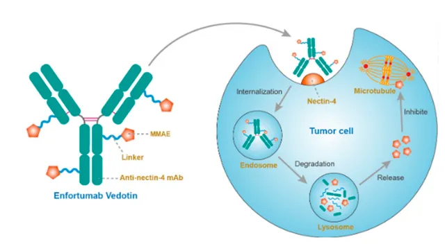 恩诺单抗Enfortumab Vedotin - 尿路上皮癌